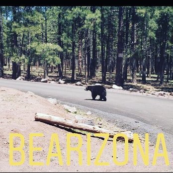 Bearizona - Zoos Near Me - Williams, Arizona