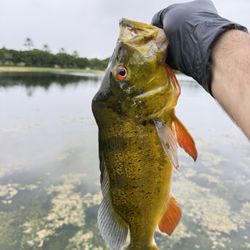 BJ's Bait and Tackle Shop