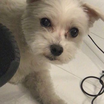 ALL DOGS GO TO BEV Updated May 2025 128 Photos 138 Reviews 3050 E Desert Inn Rd Las Vegas Nevada Pet Groomers Phone Number Yelp