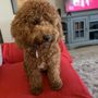 Florida Puppies Online