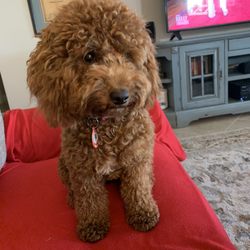 Florida Puppies Online