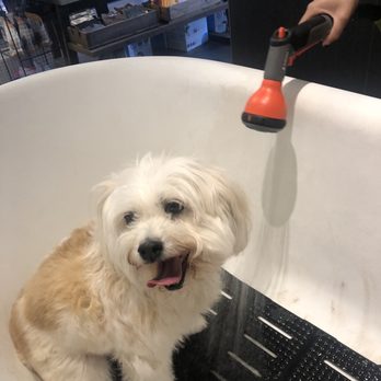 maxwell's pet bar - Xixi starting her bath - Pet Stores Near Me - San Francisco, California maxwell's pet bar - Xixi starting her bath - Pet Stores Near Me - San Francisco, California