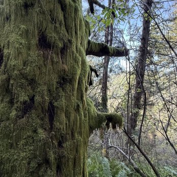 Redwood Forest Foundation - Mosey tree - Hiking Near Me - Fort Bragg, California