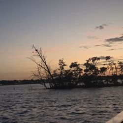 Captain Hirams River King - A nest up in the tree