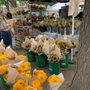 Photo of Toronto Flower Market