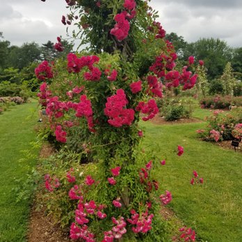 Elizabeth Park - in the Rose garden - Parks Near Me - West Hartford, Connecticut Elizabeth Park - in the Rose garden - Parks Near Me - West Hartford, Connecticut