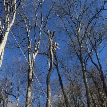 Mountain Roots Tree - Tree Services Near Me - Waynesville, North Carolina Mountain Roots Tree - Tree Services Near Me - Waynesville, North Carolina