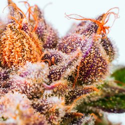 Proper Cannabis
