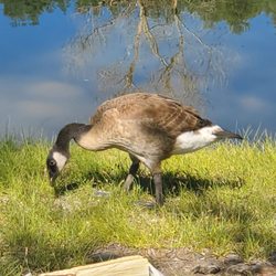 Pagosa Riverside Campground - One of the many geese on site.