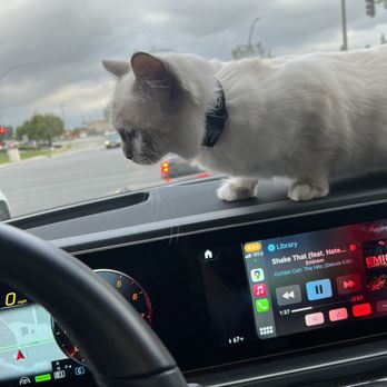 Lil’ Meow Meows Ragdoll Cattery - Pet Breeders Near Me Lil’ Meow Meows Ragdoll Cattery - Pet Breeders Near Me