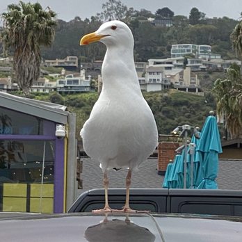 Shorehouse Kitchen - Our hungry friend with zero shame - Coffee & Tea Near Me - La Jolla, California Shorehouse Kitchen - Our hungry friend with zero shame - Coffee & Tea Near Me - La Jolla, California