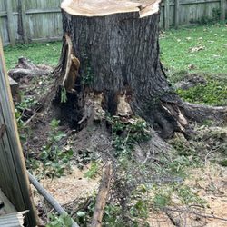 Abercrombie Tree Service Plus