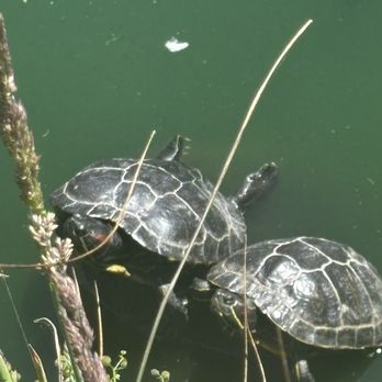 Golden Gate Park - Turtles! - Parks Near Me - San Francisco, California