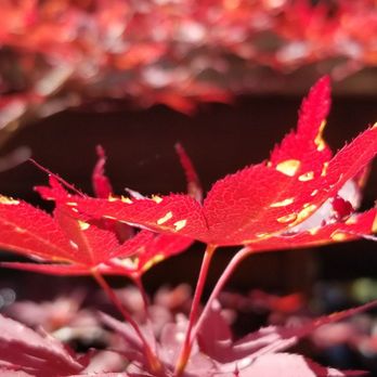 Train Mountain - Japanese maple - Social Clubs Near Me - Chiloquin, Oregon Train Mountain - Japanese maple - Social Clubs Near Me - Chiloquin, Oregon