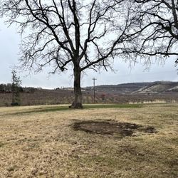 Sorosis Park - Sorosis Park - lovely orchard views behind