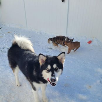 K9 Wonderland - Pet Groomers Near Me - Muskego, Wisconsin K9 Wonderland - Pet Groomers Near Me - Muskego, Wisconsin