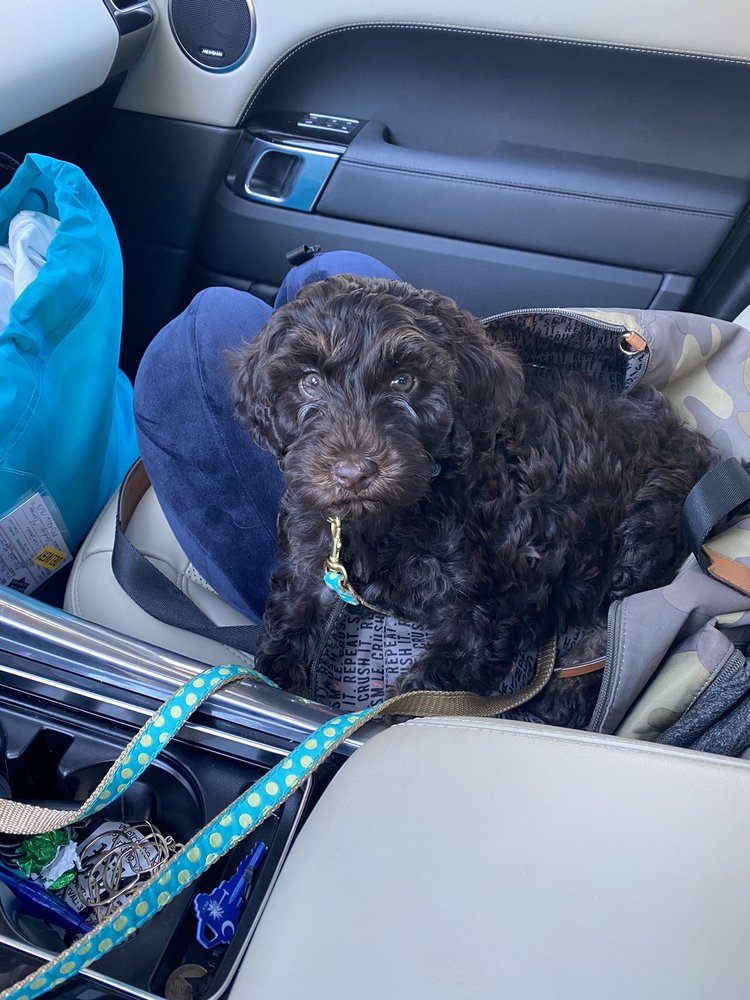 GOOD DAY DOODLES Updated October 2024 18 Photos Greensboro, North