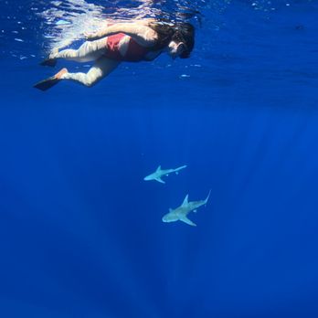 Islandview Hawaii - Boat Tours Near Me - Haleiwa, Hawaii Islandview Hawaii - Boat Tours Near Me - Haleiwa, Hawaii