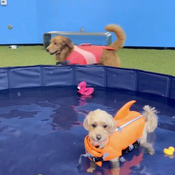 Pawsible - Pet Training Near Me - Los Angeles, California Pawsible - Pet Training Near Me - Los Angeles, California