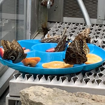 Butterfly Show at Krohn Conservatory - Local Flavor Near Me - Cincinnati, Ohio Butterfly Show at Krohn Conservatory - Local Flavor Near Me - Cincinnati, Ohio