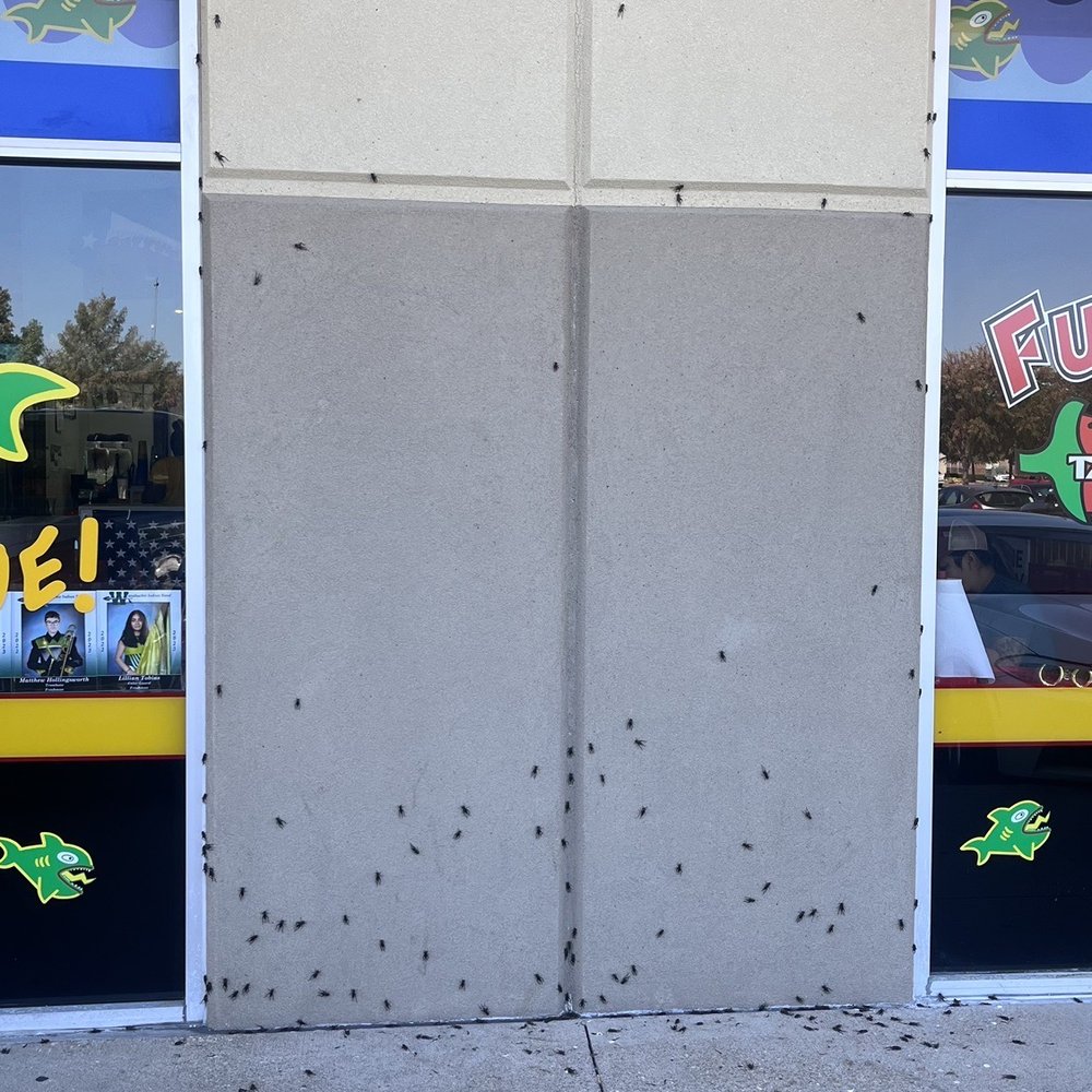 Fuzzy's Taco Shop - Yikes! - Breakfast & Brunch Near Me - Waxahachie, Texas Fuzzy's Taco Shop - Yikes! - Breakfast & Brunch Near Me - Waxahachie, Texas