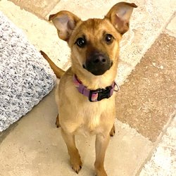 Peaceful Pets Dog Obedience Training