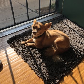 WAGZ - Pet Groomers Near Me - Westchester, California WAGZ - Pet Groomers Near Me - Westchester, California