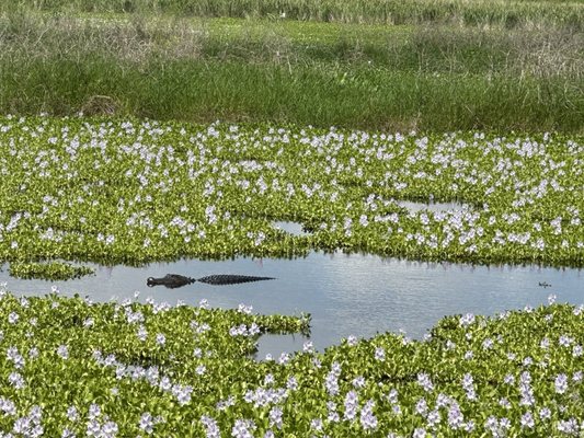 Brazos Bend State Park by null
