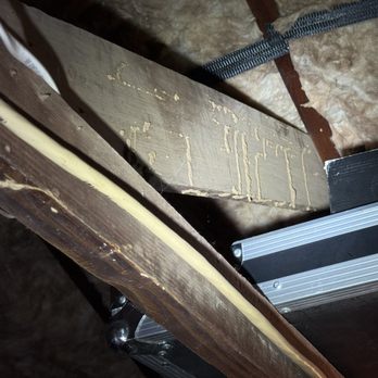 Protection Termite Control - Close-up of termite tubes on attic framing found during a Phoenix inspection. A clear sign of active subterranean termites. - Pest Control Near Me - Glendale, Arizona Protection Termite Control - Close-up of termite tubes on attic framing found during a Phoenix inspection. A clear sign of active subterranean termites. - Pest Control Near Me - Glendale, Arizona