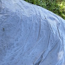 Academy Sports + Outdoors - Wet, dirty, smells "new" tent