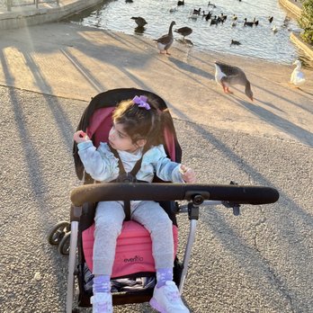 Lake Balboa/Anthony C. Beilenson Park - Stroller ride a while back. It's always nice to pause and admire the duckies! - Parks Near Me - Van Nuys, California Lake Balboa/Anthony C. Beilenson Park - Stroller ride a while back. It's always nice to pause and admire the duckies! - Parks Near Me - Van Nuys, California