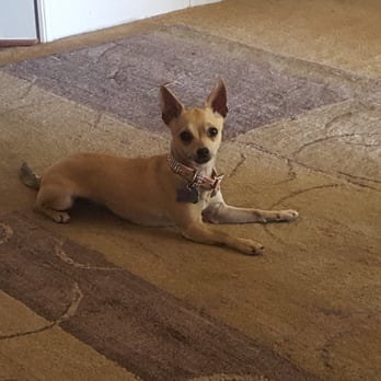 4 Pawz Prep, LLC - Pet Training Near Me