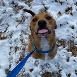 Masters Boarding Kennels - Bleeping in winter weather!