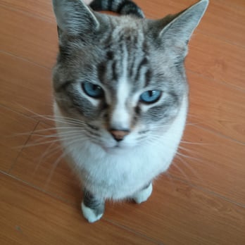 The Cat Nanny - Pet Sitting Near Me The Cat Nanny - Pet Sitting Near Me