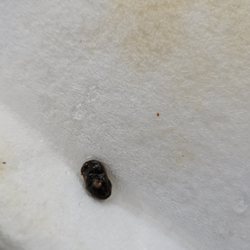 Jade Express Chinese Resturant - Cock roach egg