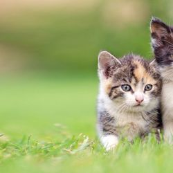 Cat Sense Feline Hospital And Boarding