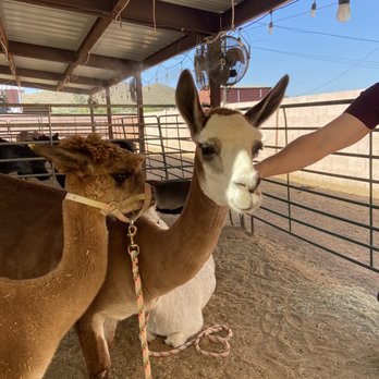 Happy Hooves - Dobby - Attraction Farms Near Me - Phoenix, Arizona