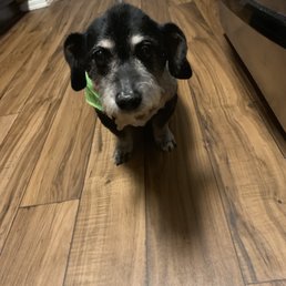 Benny's haircut by David's Pet Grooming