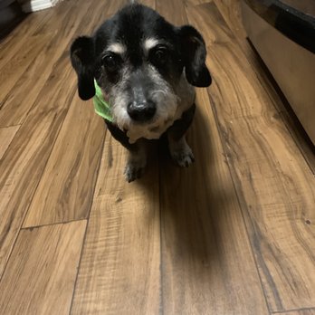 David's Pet Grooming - Benny's haircut by David's Pet Grooming - Pet Groomers Near Me - Lewisville, Texas