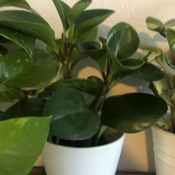 Evergreen Nursery - Pepperomia - Nurseries & Gardening Near Me - Garden Grove, California Evergreen Nursery - Pepperomia - Nurseries & Gardening Near Me - Garden Grove, California