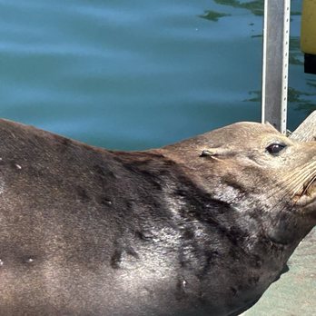 Oceanside Harbor Village - Watch it this is my spot!! - Vacation Rentals Near Me - Oceanside, California Oceanside Harbor Village - Watch it this is my spot!! - Vacation Rentals Near Me - Oceanside, California