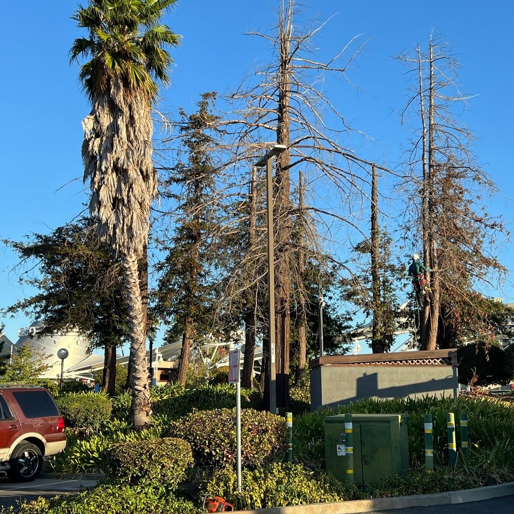 Bay Area Tree Pro - BEFORE - Tree Services Near Me Bay Area Tree Pro - BEFORE - Tree Services Near Me