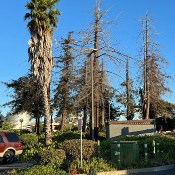 Bay Area Tree Pro - BEFORE - Tree Services Near Me Bay Area Tree Pro - BEFORE - Tree Services Near Me