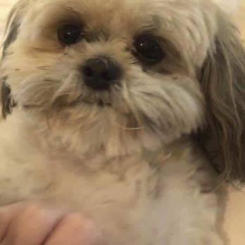 Four Paws Dig It - Our sweet annie - Pet Sitting Near Me - Houston, Texas