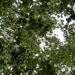 Pearson Springs Park