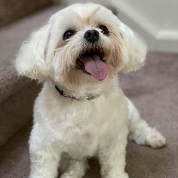 pretty paws mobile dog grooming