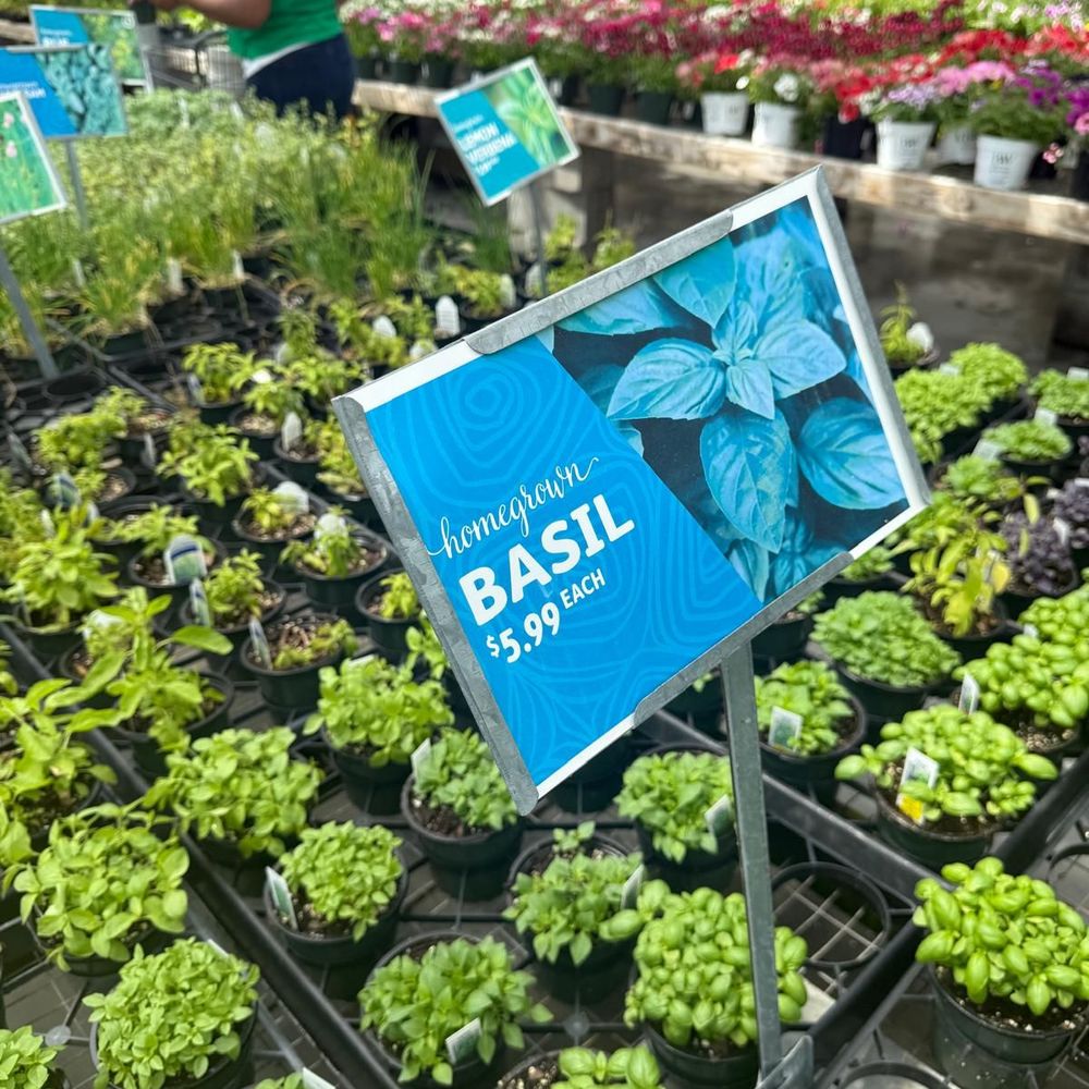 Herbs