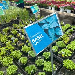 Herbs