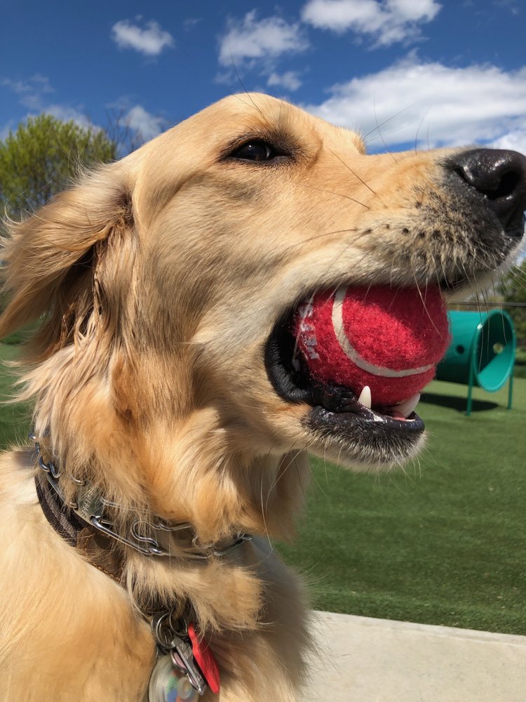 DANA’S DOG WALKING AND PET SITTING Updated September 2024 Quincy