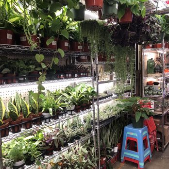 Rainbow - Nurseries & Gardening Near Me - Rosemead, California Rainbow - Nurseries & Gardening Near Me - Rosemead, California